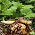 11+ Healing Benefits Of Yacon Root Extracts: Cancer, HBP, Weight Loss, Digestion & Others Yacon root extract health benefits