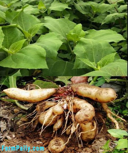 Yacon root extract health benefits