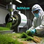 39 List of Wheatgrass Extracts: Juice| Powder Benefits on Skin, Weight Loss, Cancer & Others Benefits of wheatgrass extracts