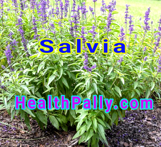 Salvia sage