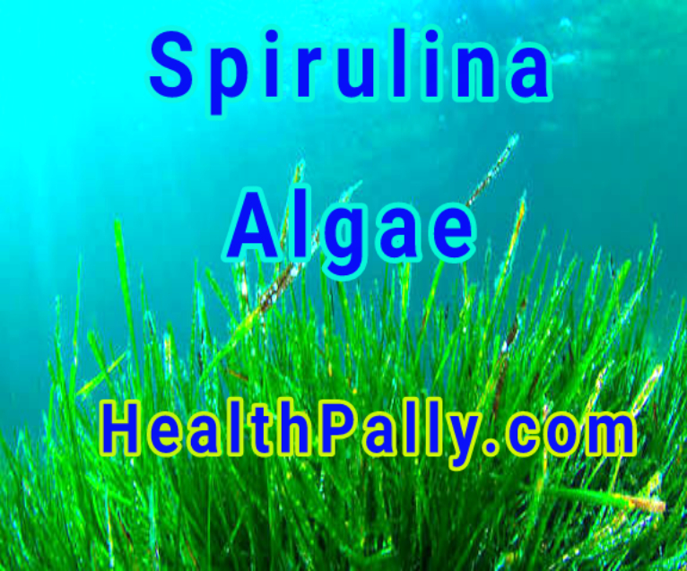 Growth of spirulina Algae