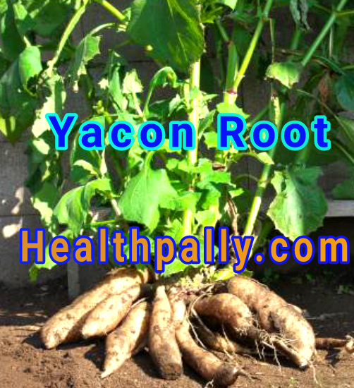 Yacon uses and benefits