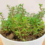 Thyme Medicinal Spice Plant Thyme medicinal use in different ways