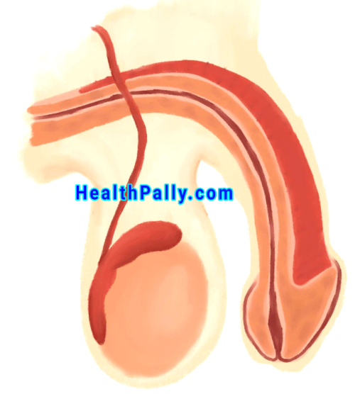 Meaning of Erectile Dysfunction (Impotence), Causes & Solutions Erectile Dysfunction Causes and treatment