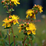 St John's Wort-Hypericum perforatum Uses, Benefits & Effects St John's Wort Hypericum perforatum
