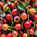 Rose Hip Fruit, Nutrition, Seed Oil, Benefits & Side Effects Health effects of rose hip extracts
