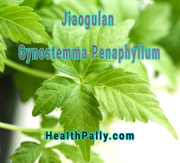 Jiaogulan herb extracts health benefits
