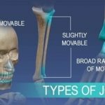Types of bone joints and examples