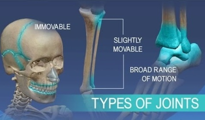 Types of bone joints and examples