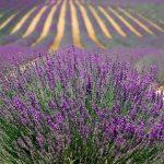 How to use lavender flower for healing and beauty
