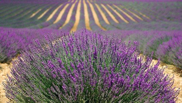 How to use lavender flower for healing and beauty