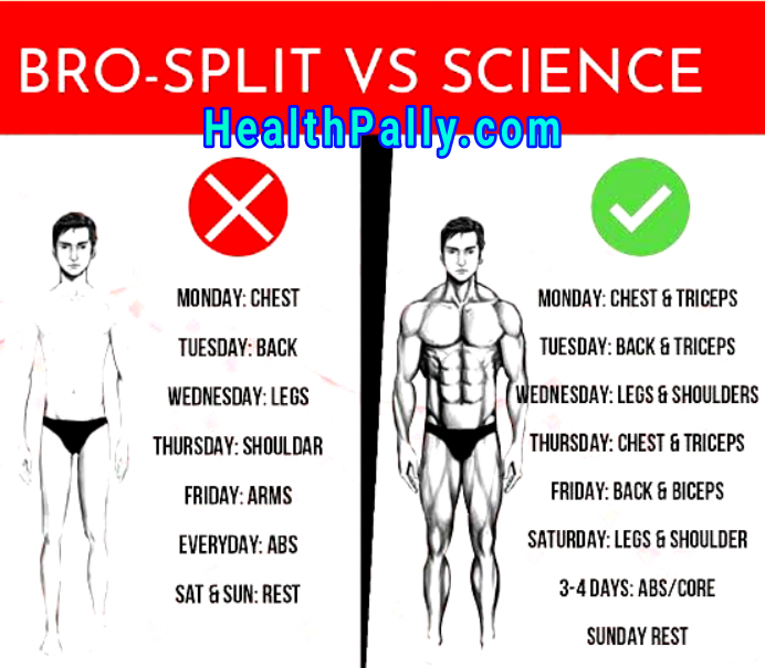 Which is better in full body vs split workouts