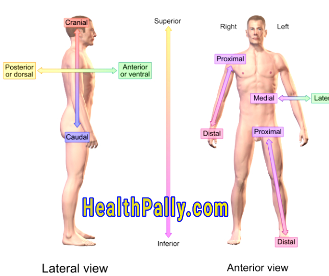 Human anatomical structures