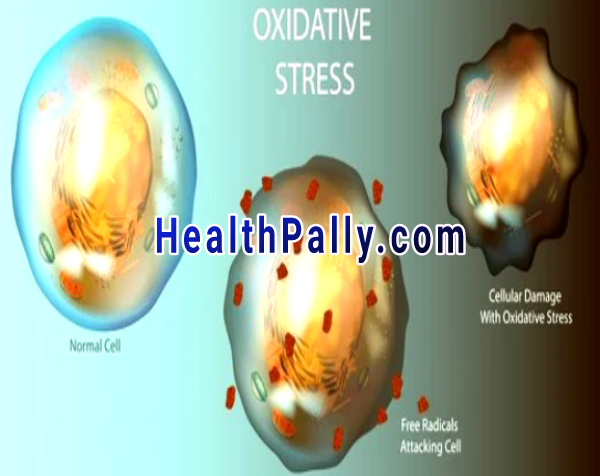 What is oxidative stress, types and effects