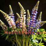 Lupine Plant, Seed Oil Nutrition, Uses & Health Benefits Lupine seeds oil nutrition and benefits