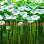 Health Effects of Taking Gotu Kola Health Effects of Taking Gotu Kola
