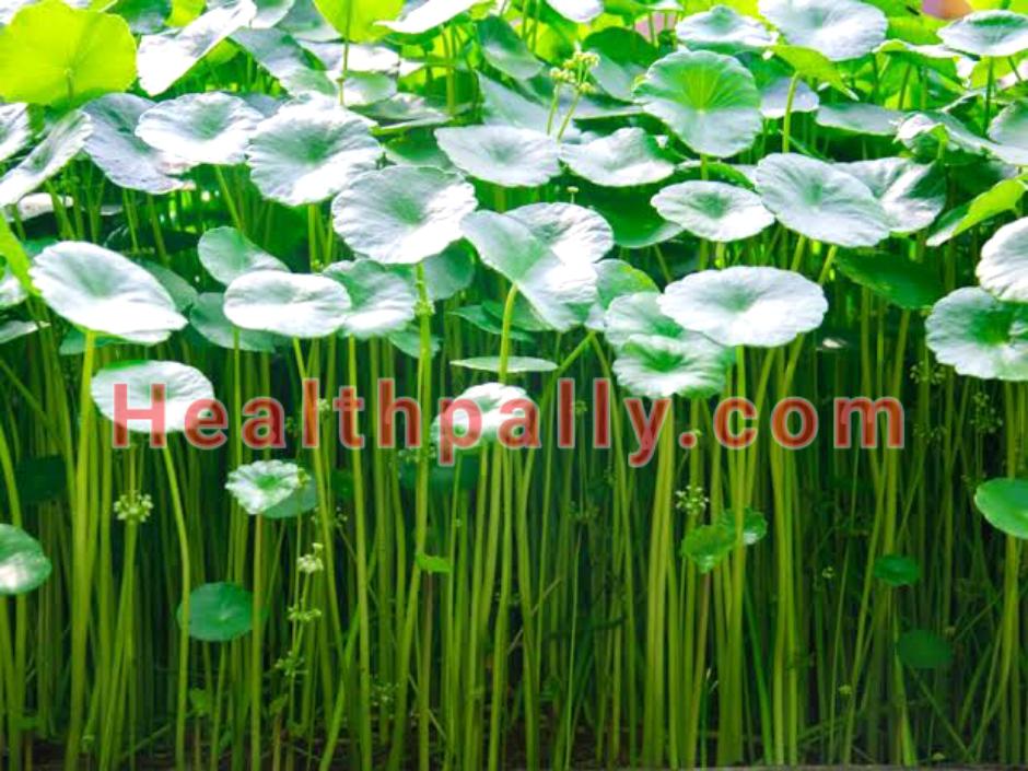 Health Benefits of using gotu kola 