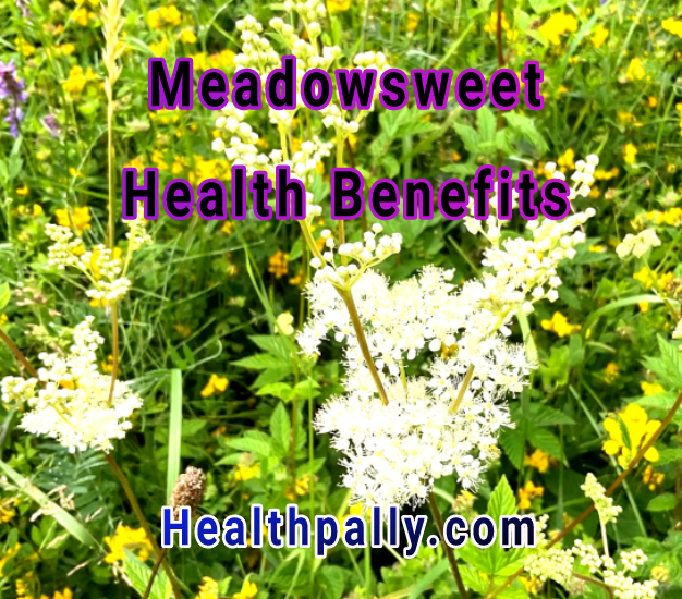 Health benefits of meadowsweet