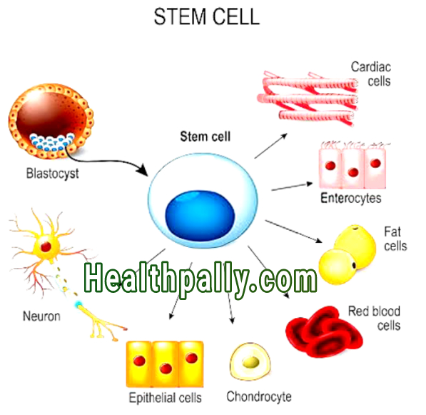 How to treat illnesses with stem cells