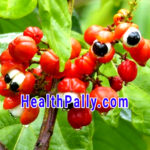 How to use Guarana for health: Dosage, Cautions and Side effects How to use Guarana for healthy effects