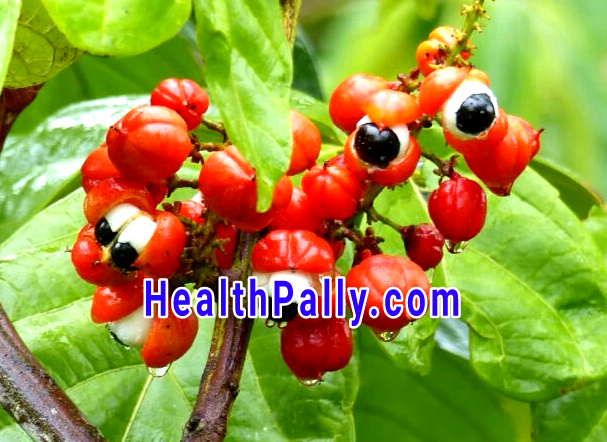 How to use Guarana for healthy effects