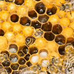 What is royal jelly and health benefits