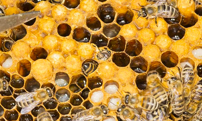 What is royal jelly and health benefits