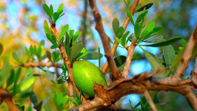 How to use pure argan oil for skin treatment