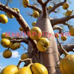Baobab fruit Juice Recipes to make Drinks in the Kitchen How to make baobab fruits juice