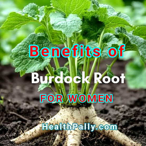 What does burdock root do for the female body